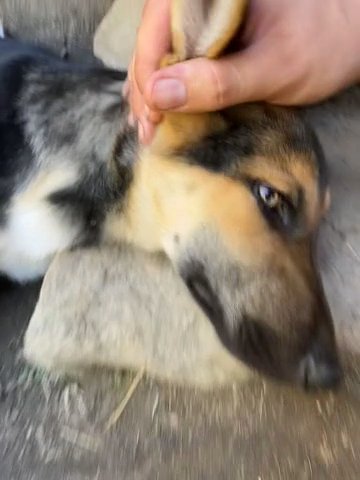 German Shepherd Pup in Lexington-Fayette, Kentucky
