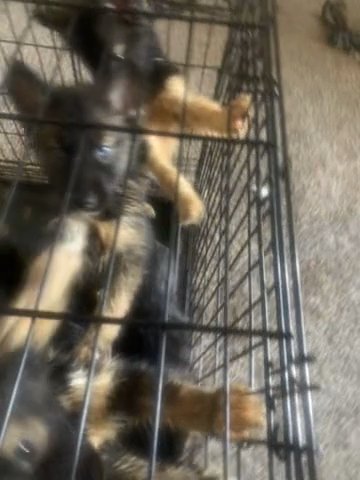 Agouti Siberian Huskies Pure in Washington, District of Columbia