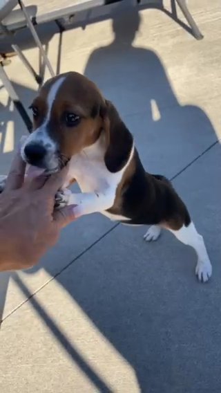 Tia in Springfield, Missouri