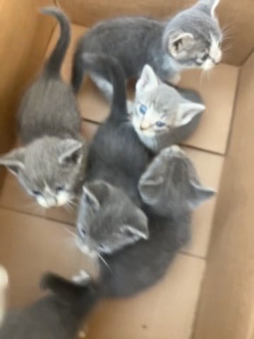 Baby Kittens about 5 weeks in Sacramento, California