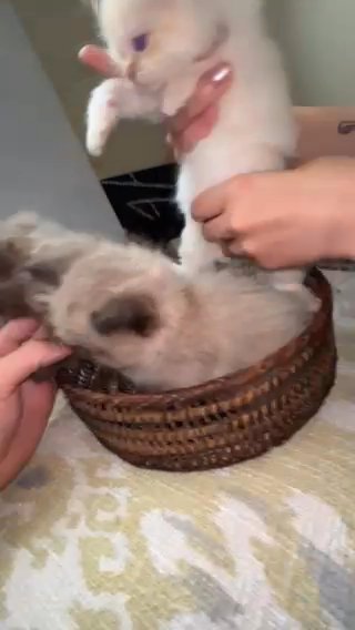 Ragdoll Kittens in Mount Pleasant, Michigan