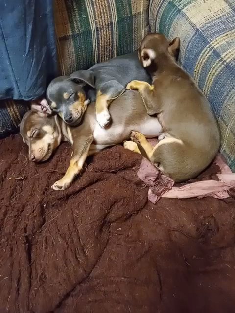 Chihuahua puppies born July 30th in New York City, New York