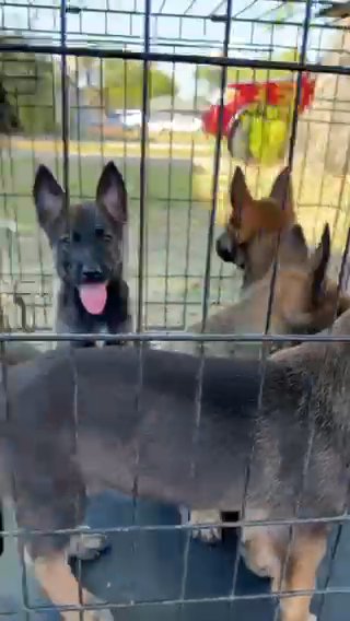 I have four German Shepherd puppies with Belgian Malinois. in Houston, Texas