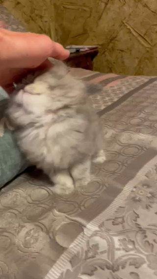 Persian Kitten in Sulphur Springs, Texas