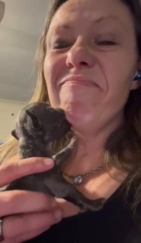French bulldog in Toledo, Ohio