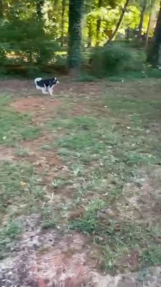 Siberian Husky Puppies (4 Males Left) in Dallas, Georgia