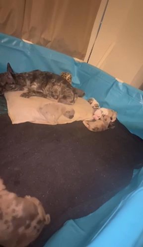 French bulldogs in New Orleans, Louisiana