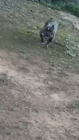 American Pit Bull Terrier in Lawrenceville, Georgia