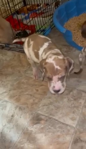 Heavy Euro Blue Fawn Merle Female in Fountain Inn, South Carolina