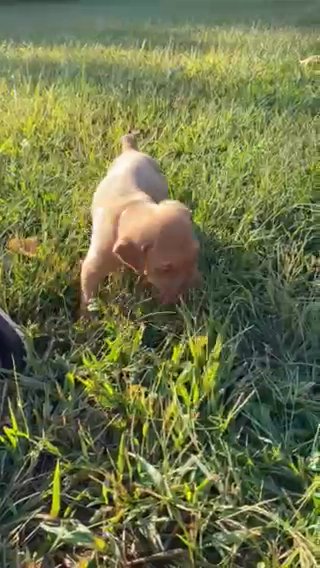 Cane Corso Puppies in Clarksville, Tennessee