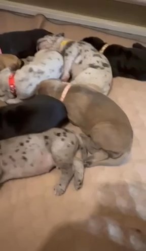 Heavy Euro Blue Merle Female (yellow Collar) in Fountain Inn, South Carolina