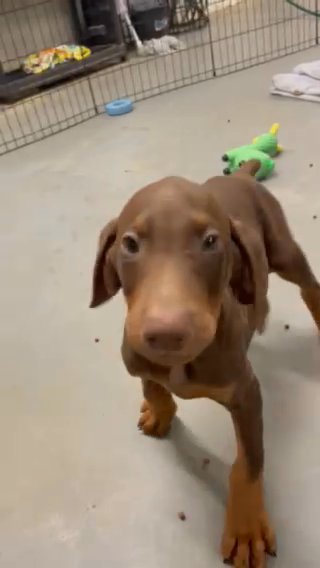Doberman Pinscher in New York City, New York