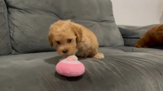 Maltipoo Puppies in Houston, Texas