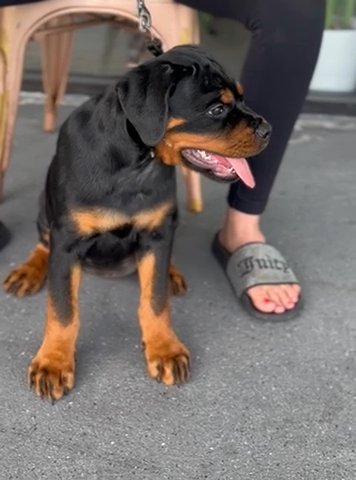 Available Female in Key West, Florida