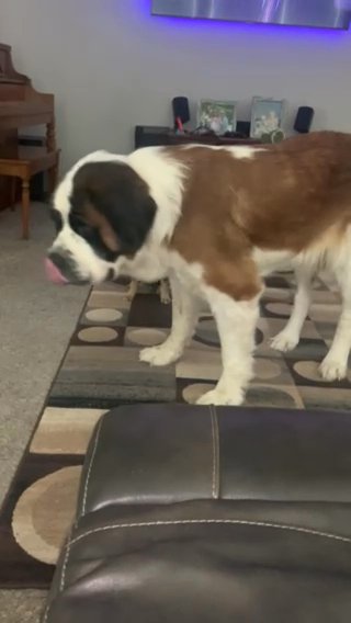 Saint Bernard in League City, Texas