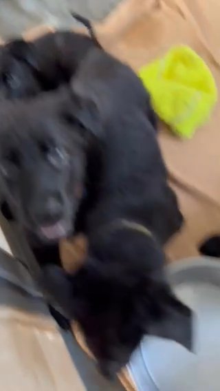 All Black German Shepherd in Fallbrook, California