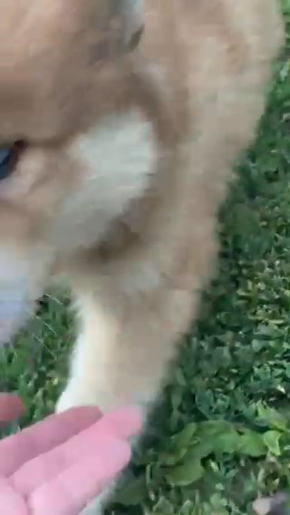 Tilly’s Red Boy in Macomb, Illinois