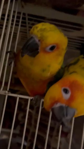 Conures Sun And Jenday in Keizer, Oregon