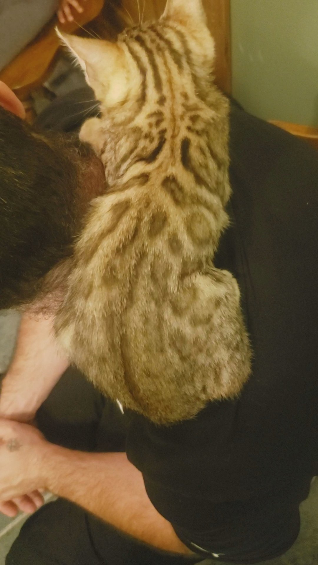 Bengal Kitten - Little Aisian Leopard in Grand Rapids (Charter Township), Michigan