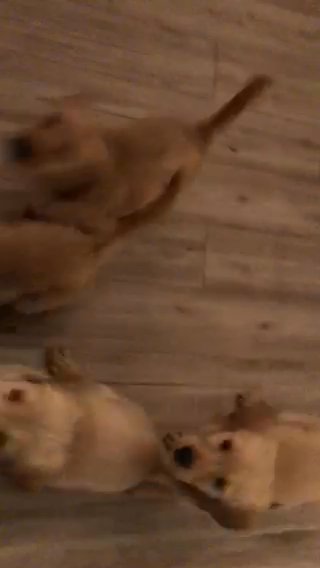 Golden Retriever Puppies in Henderson, Nevada