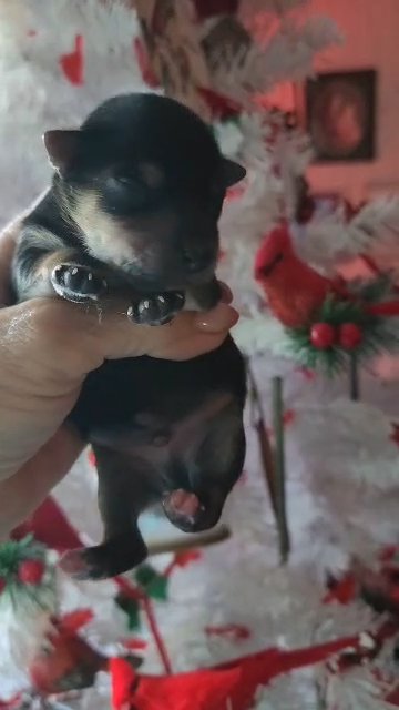 Yorkie baby in Greensboro, North Carolina