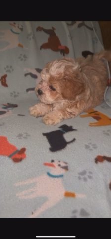 Rehome Shih Poo Babies in Graham, North Carolina