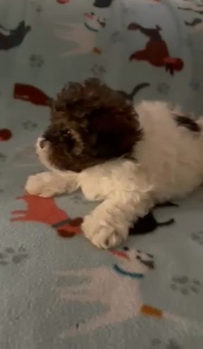 Rehome Shih Poo Babies in Graham, North Carolina