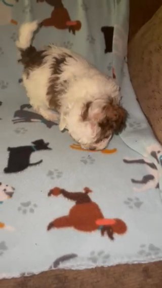 Rehome Shih Poo Babies in Graham, North Carolina
