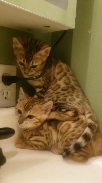 Bengal Cat in Grand Rapids, Michigan