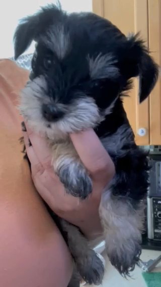tri colored miniature schnauzers in Lancaster, California