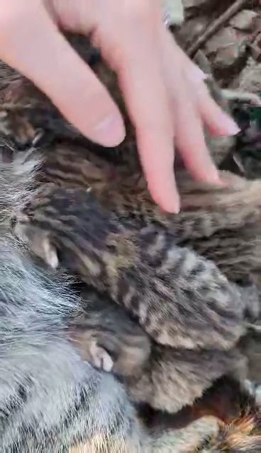 Bengal Mix Kittens in Grand Rapids, Michigan