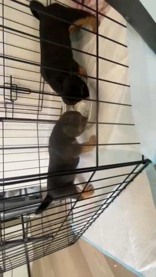 Pup Pups Feeding in San Diego, California
