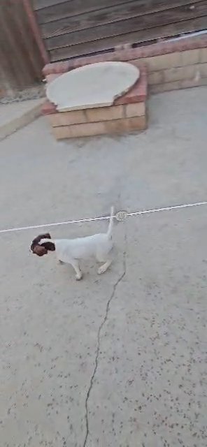 English pointer puppies in Rancho Cucamonga, California