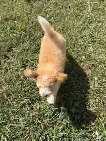 F1B Mini Bernedoodles in Urbana, Ohio