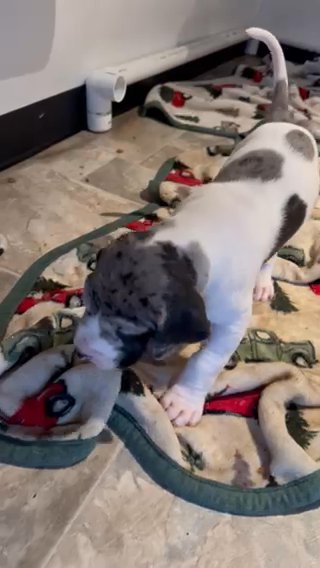 Full Euro Harlequin Female Great Dane in Lexington, North Carolina