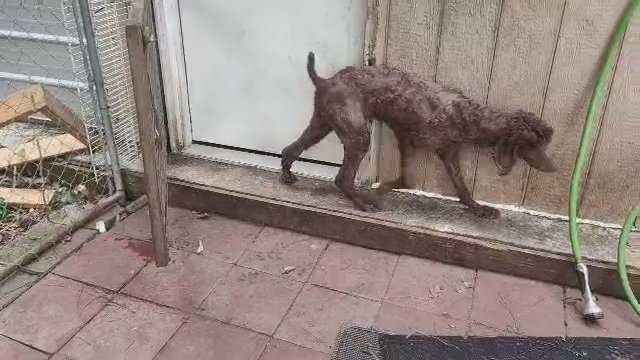 standard Poodle in Summerville, South Carolina