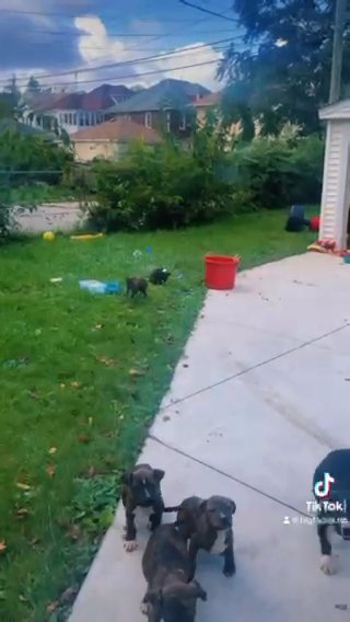 Puppies in Detroit, Michigan