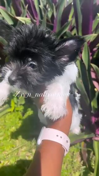 Yorkie Boy/Sold in North Lauderdale, Florida