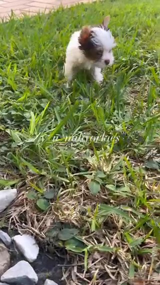Yorkie Girl/Sold in North Lauderdale, Florida