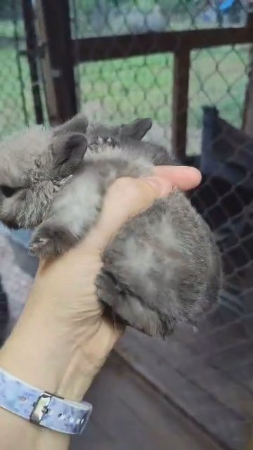 Netherland Dwarf in Moncks Corner, South Carolina