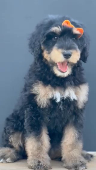 F1b Standard Bernedoodle - Denali in Columbus, Ohio