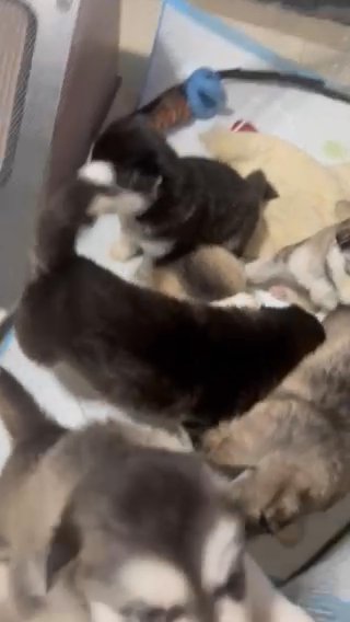 Alaskan Malamute Puppies For Sale in Queens, New York