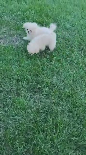 female Pekingese in Moncks Corner, South Carolina