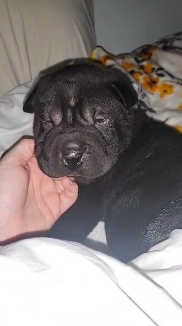 Shar-Pei ISO his forever home! in Baltimore, Maryland