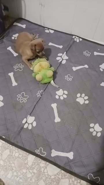 5 month old  Female Teacup Chihuahua/Pug in Spring Hill, Florida