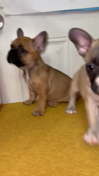 French Bulldog Females in Houston, Texas