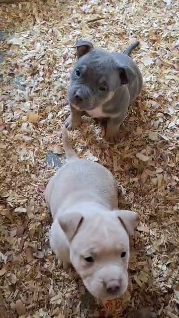 ABKC pocket pits in Bristol, Virginia