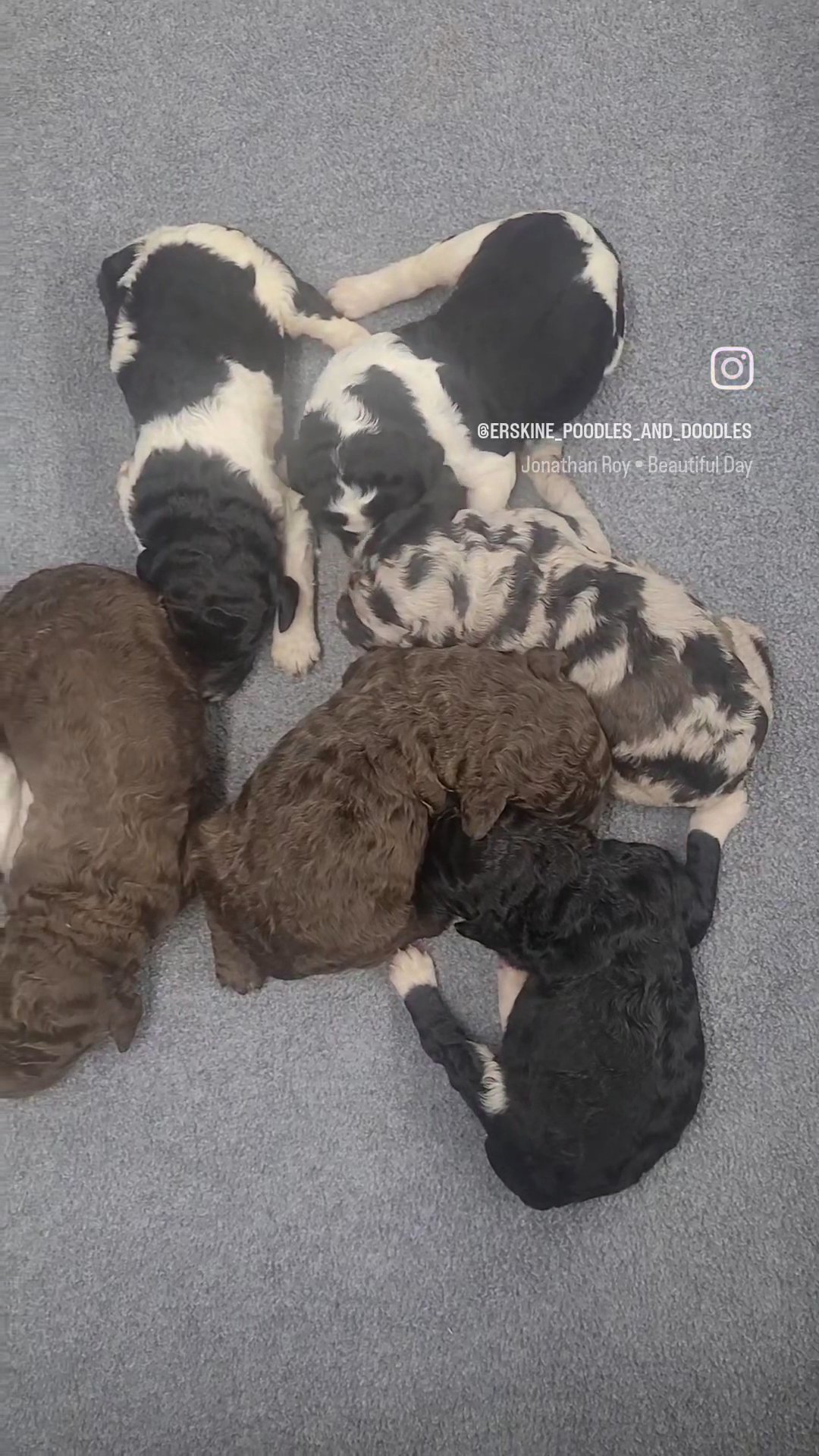 AKC standard poodles in San Antonio, Texas