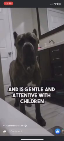 Cane Corso in Clarksville, Tennessee