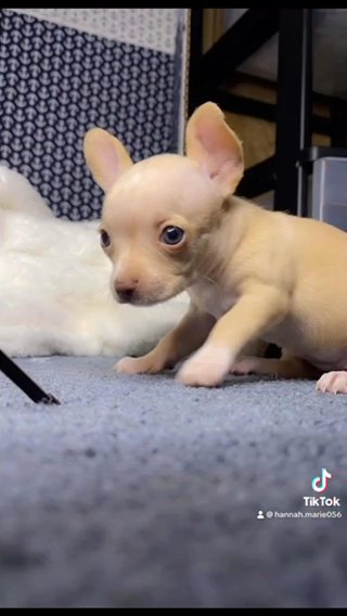 Teacup Chihuahua in Cookeville, Tennessee